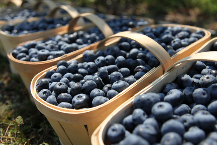 photo of baskets of fresh blue berries